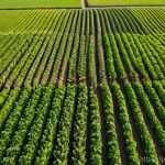 유기농업관리사 자격증 후 스킬 업 - **Prompt: Vibrant Organic Farmland with Advanced Soil Practices**
"An aerial wide shot of a lush...