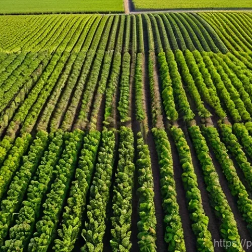 Home 16 유기농업관리사 자격증 후 스킬 업 - **Prompt: Vibrant Organic Farmland with Advanced Soil Practices**
"An aerial wide shot of a lush...