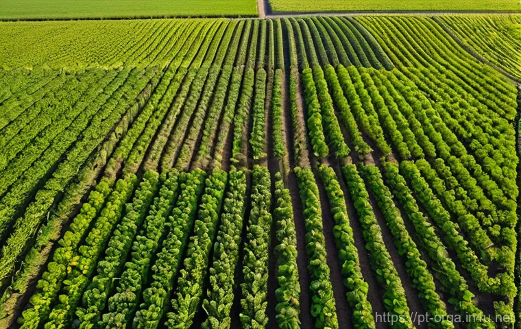 유기농업관리사 자격증 후 스킬 업 - **Prompt: Vibrant Organic Farmland with Advanced Soil Practices**
"An aerial wide shot of a lush...